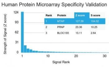 MTAP Antibody (clone MTAP/1813)