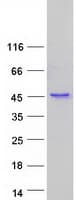 Human ITGB1BP2 / MELUSIN Protein (Recombinant Myc-DDK (Flag))