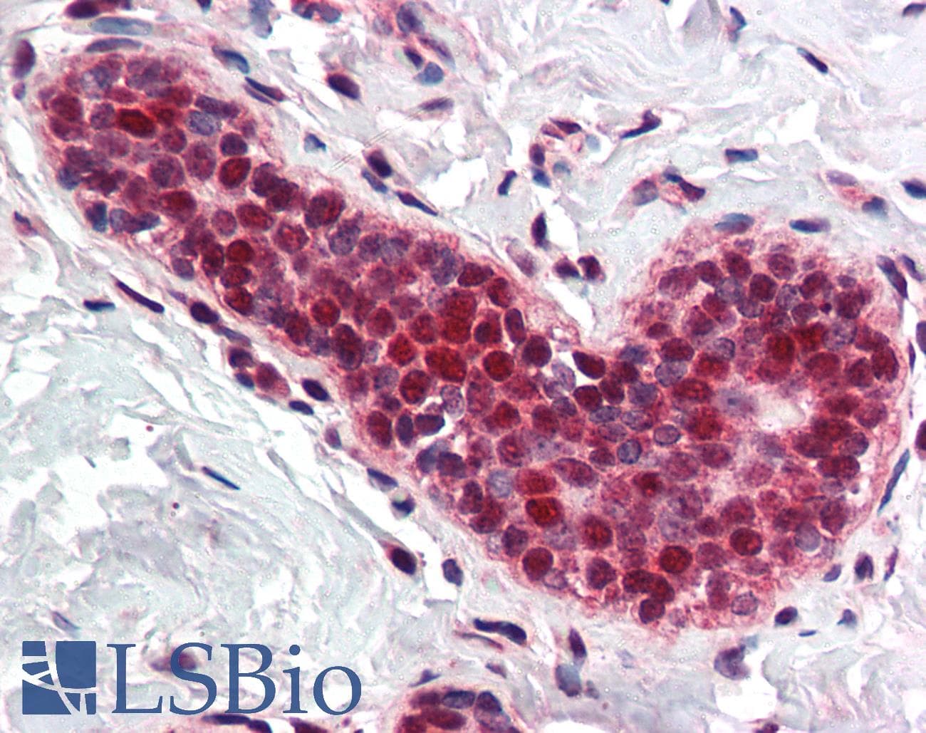 IHC-plus™ PCNA Antibody