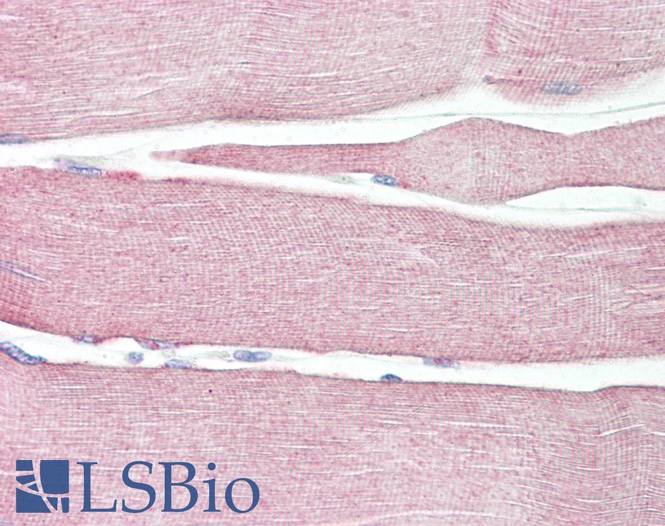 IHC-plus™ Polyclonal Rabbit anti-Human NLRX1 Antibody (aa580-630, IHC, WB)