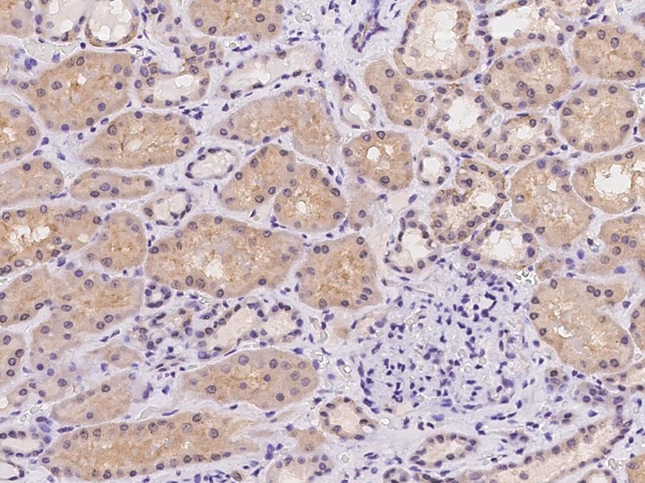C15orf26 Antibody