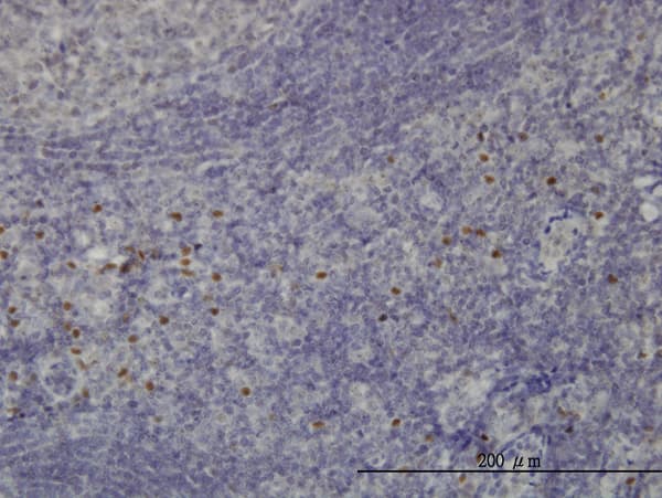 TCF12 / HEB Antibody (clone 2E9)