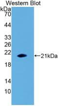 IL-1B / IL-1 Beta Antibody (aa117-269, Cy3)