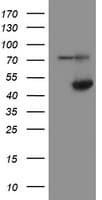 ADH7 Antibody (clone OTI2H10)