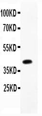 NAE1 / APPBP1 Antibody (aa181-534)