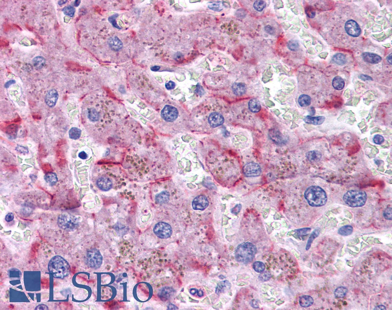 IHC-plus™ SORBS1 / Ponsin Antibody (aa300-313)