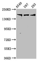 AGRN / Agrin Antibody