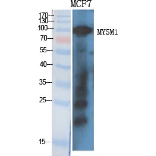 MYSM1 Antibody (490-570 aa, Internal)