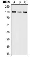 IL16 Antibody (C-Terminus)