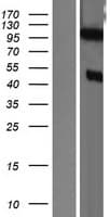 DZIP1 Protein (Over-Expression Lysate Myc-DDK (Flag))