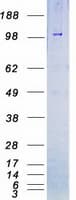 Human BMPR2 Protein (Recombinant Myc-DDK (Flag))
