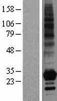 Human TNFSF4 / OX40L / CD252 Protein (Over-Expression Lysate Myc-DDK (Flag))