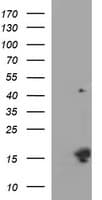 MSMB / MSP Antibody (clone OTI8A2, Carrier-free)