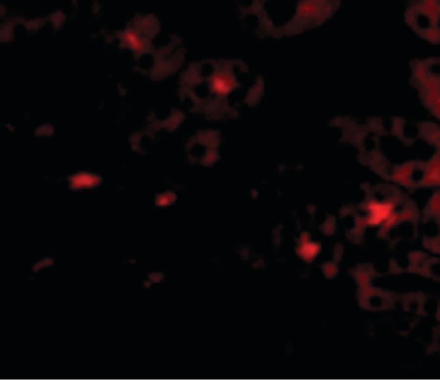 Polyclonal Rabbit anti-Human OTUD5 Antibody (IHC, IF, WB)