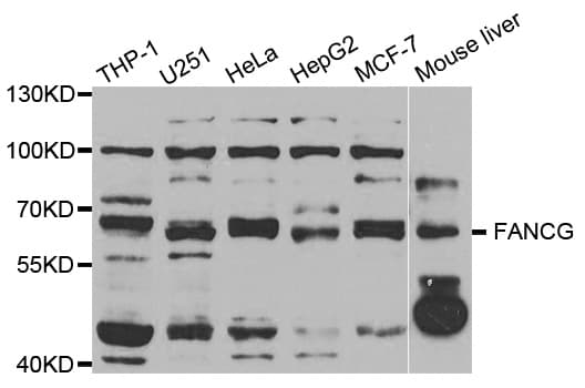 FANCG Antibody