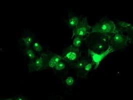 Monoclonal Mouse anti-Human RFXANK Antibody (clone OTI3B4, IF, WB)