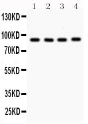 Polyclonal Rabbit anti-Human VCP Antibody (IHC, WB)