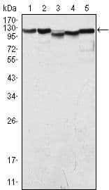 KDM1A / LSD1 Antibody (clone 1B2E5)