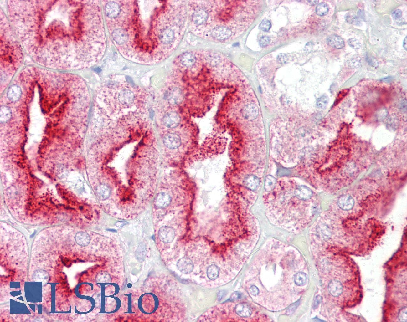 IHC-plus™ NUMB Antibody
