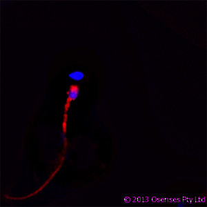 LL37 / Cathelicidin Antibody (clone OSX12)