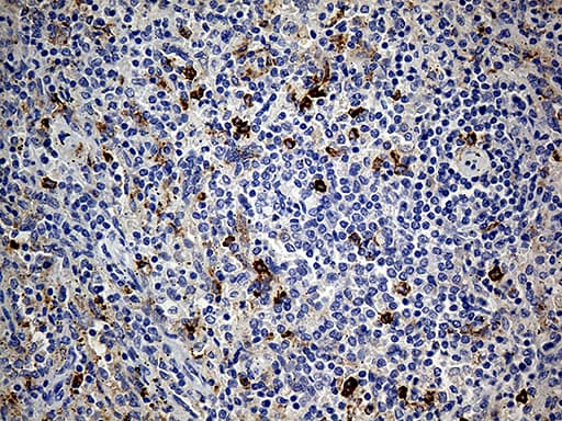 CD14 Antibody (aa20-367, clone OTI12C8)