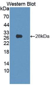 LMNB1 / Lamin B1 Antibody