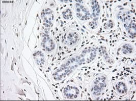 Monoclonal Mouse anti-Human GFAP Antibody (clone OTI5D7, IHC, WB)