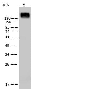 Monoclonal Mouse anti-Human CD45 / LCA Antibody (clone 15, Preservative Free, IHC, WB)