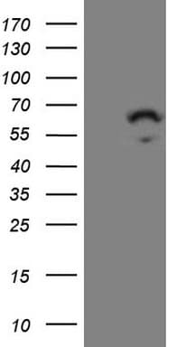 ZNF230 Antibody (clone OTI8F8, Carrier-free)