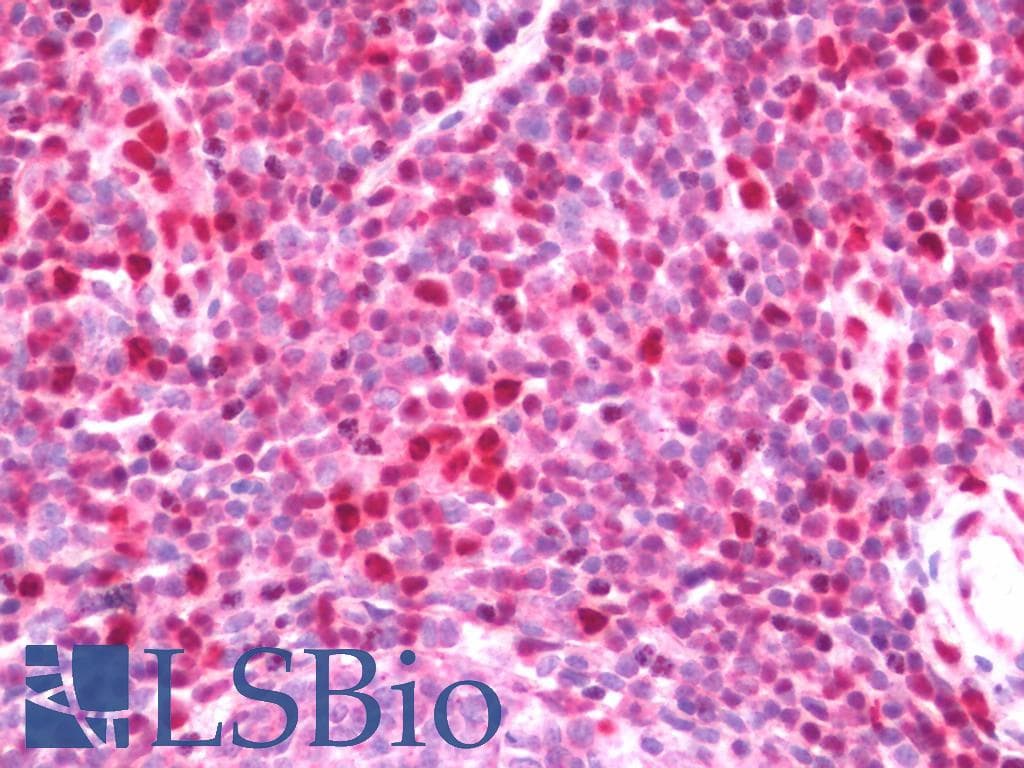 IHC-plus™ IQSEC1 Antibody
