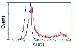 Monoclonal Mouse anti-Human p66 / SHC Antibody (clone OTI1D3, IF, WB)