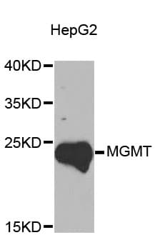 IHC-plus™ MGMT Antibody