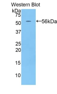 HRG Antibody (aa93-328)