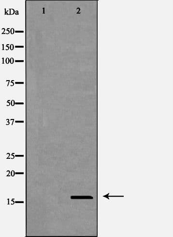 CST8 / CRES Antibody