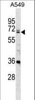 DDX28 Antibody (aa370-398)