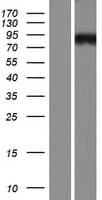 AP5Z1 Protein (Over-Expression Lysate Myc-DDK (Flag))