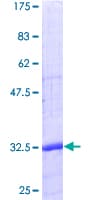 Human CD24 Protein (Recombinant GST)