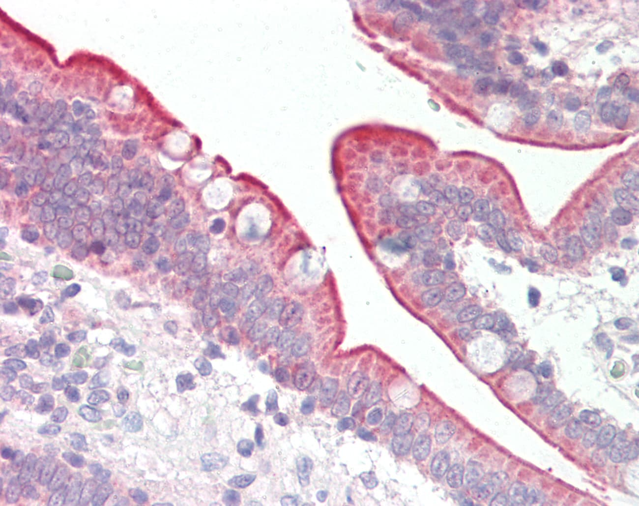 Scramblase / PLSCR1 Antibody (aa121-170)