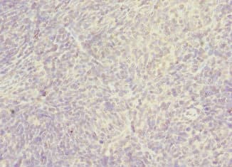 SNX32 Antibody