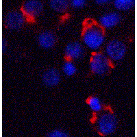 BMF Antibody