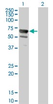 Monoclonal Mouse anti-Human NT5C2 Antibody (clone 3C1, IHC, IF, WB)