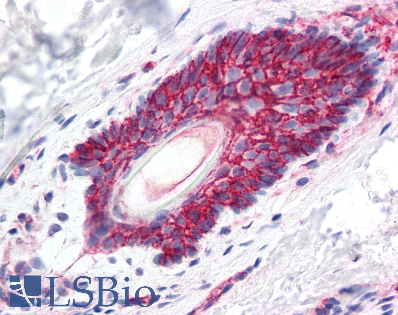 IHC-plus™ CTNNB1 / Beta Catenin Antibody (C-Terminus)