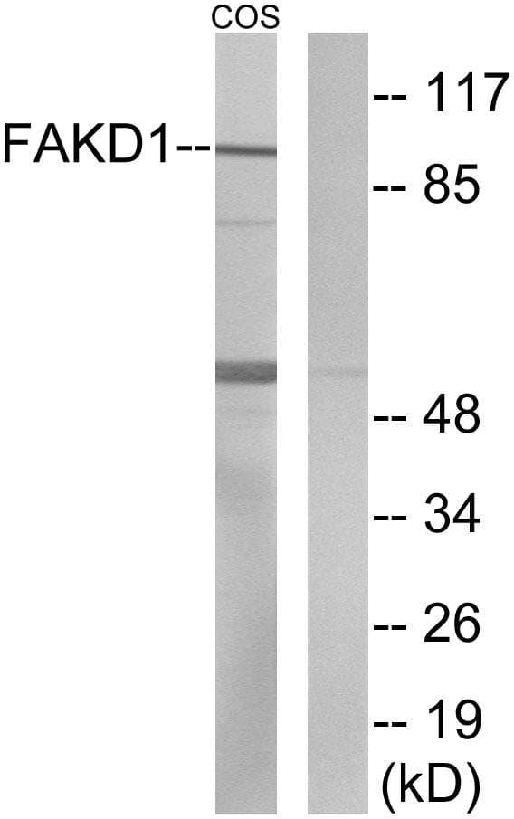 Polyclonal Rabbit anti-Human FASTKD1 Antibody (WB)