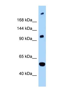 L1CAM Antibody (C-Terminus)