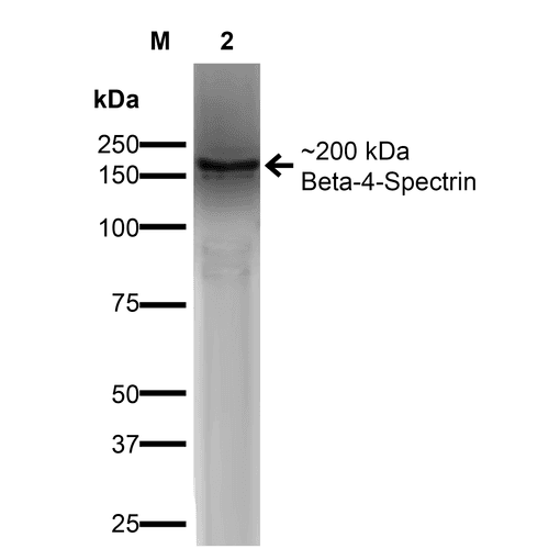 SPTBN4 Antibody (clone S393-2, RPE)