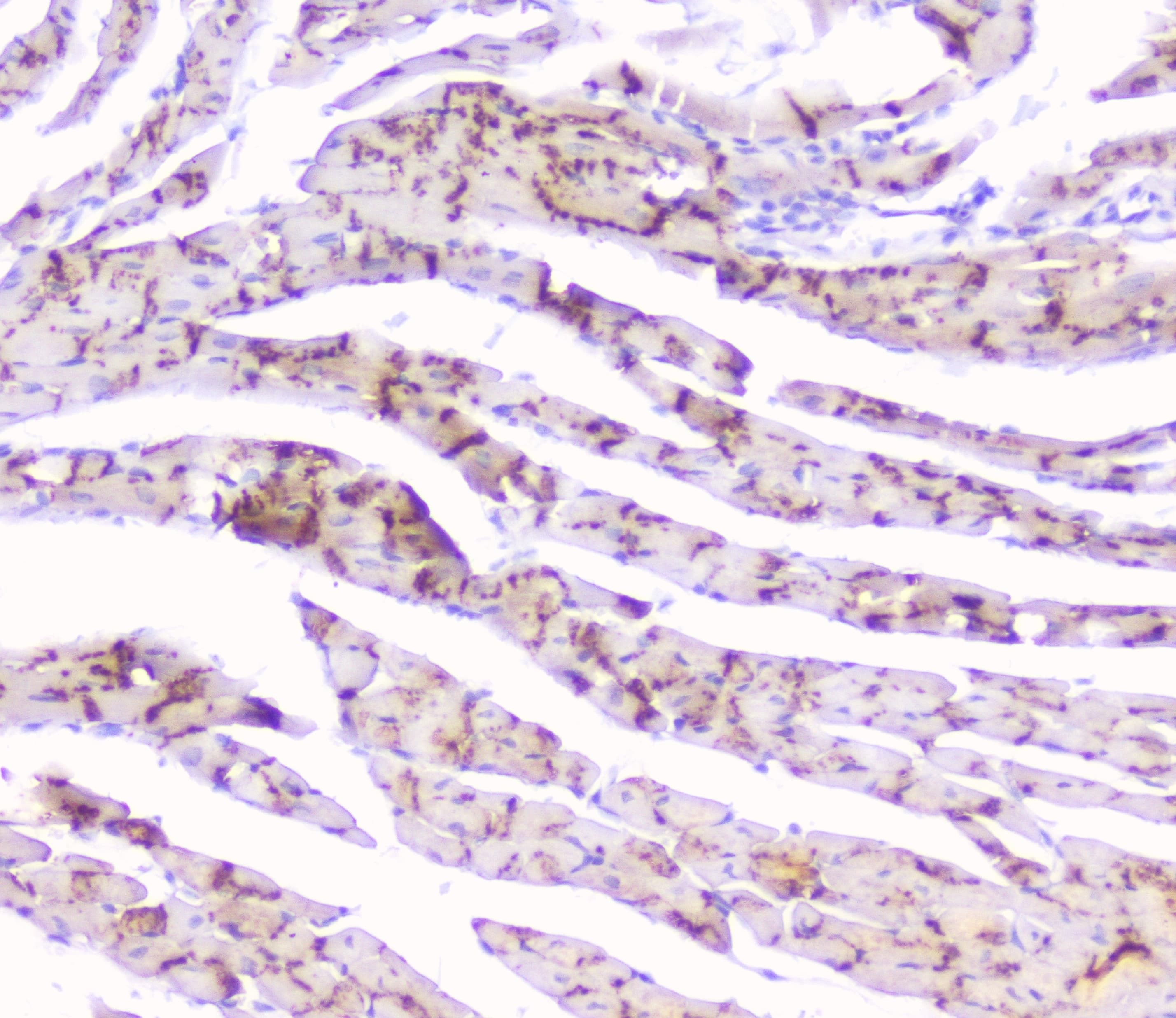 GJA1 / CX43 / Connexin 43 Antibody (aa351-367)