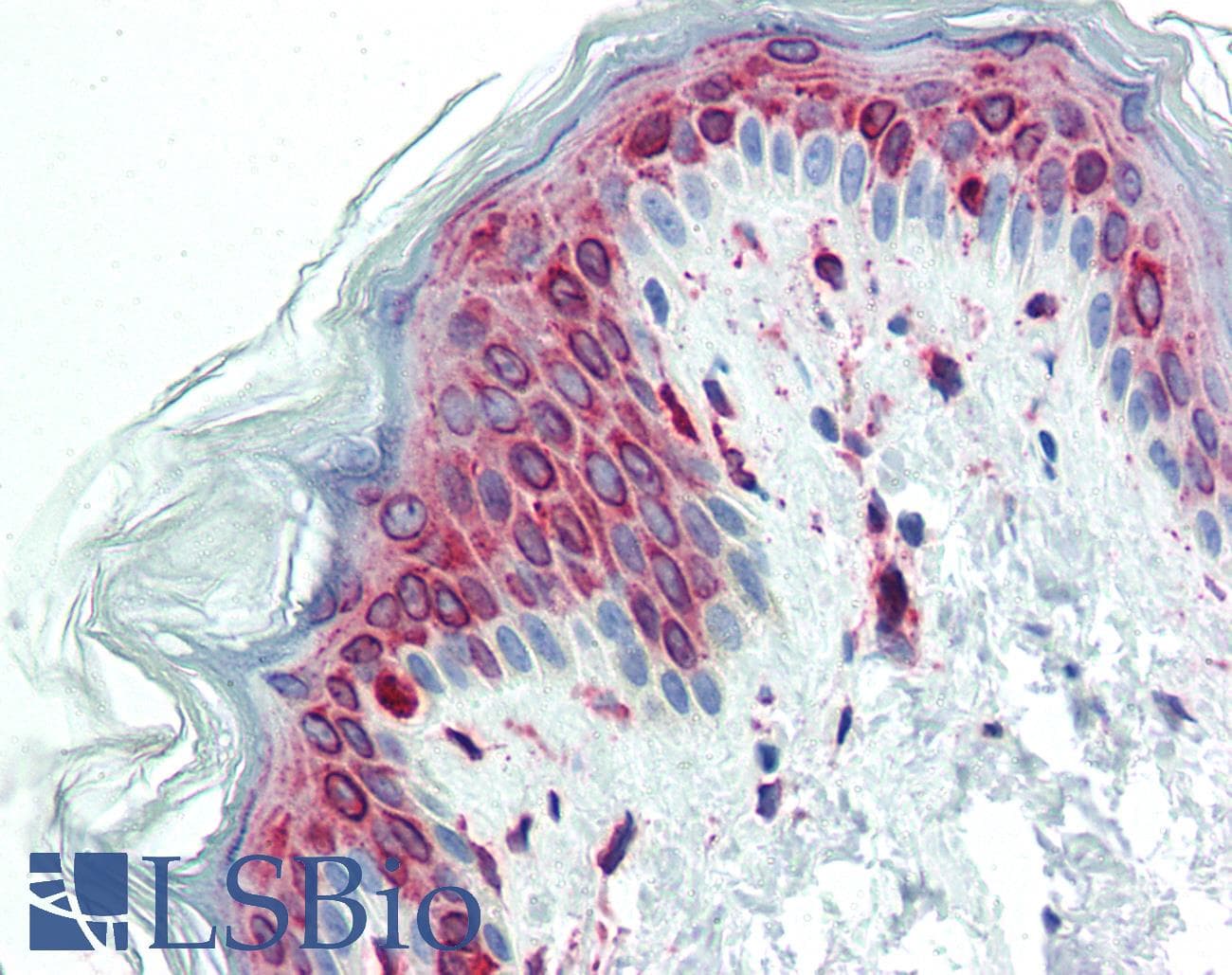 IHC-plus™ PTGS1 / COX-1 Antibody (C-Terminus)
