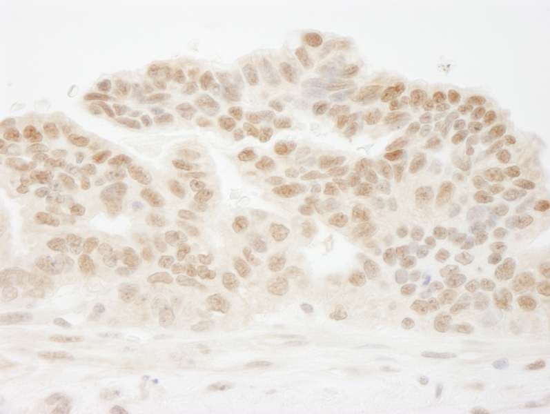 CSTF1 Antibody (aa75-125)