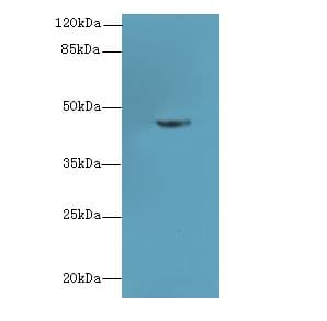 PGK2 Antibody