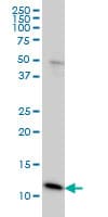 IHC-plus™ Monoclonal Mouse anti-Human Ghrelin Antibody (clone 4B8, IHC, WB)